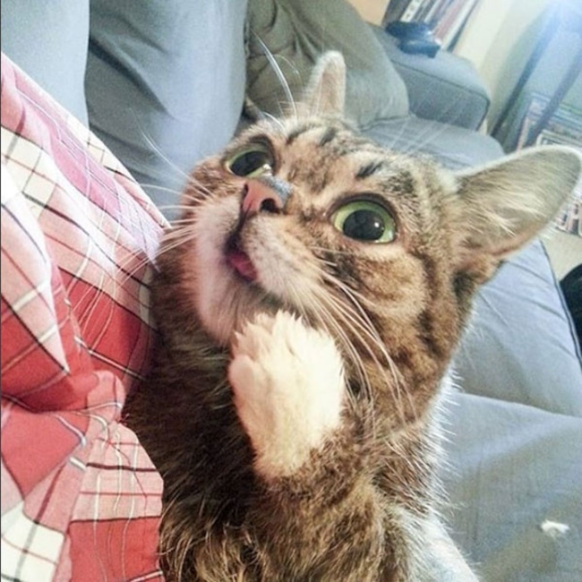 Lil Bub